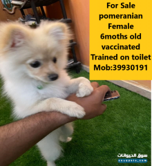 female pomeranian dog for sale
