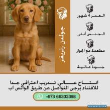 جولدن رتريفر Golden Retriever