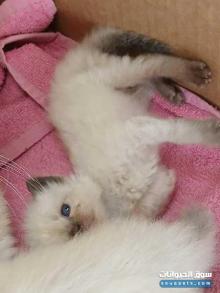 قطط صغيرة العمر شهر للبيع هيمالايا بيور