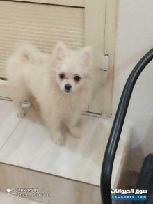 Pomeranian puppies for sale 3 months female And Pomeranian dog a for sale male 1 Year