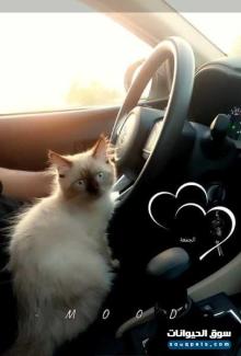 قطتين هيمالايا انثى وذكر أصحاء مدربين لعوبين للبيع