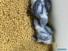 بيع فروخ كاسيكو